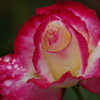 六月の薔薇‐ダブルデライト