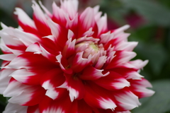 秋田のダリア‐金魚花火