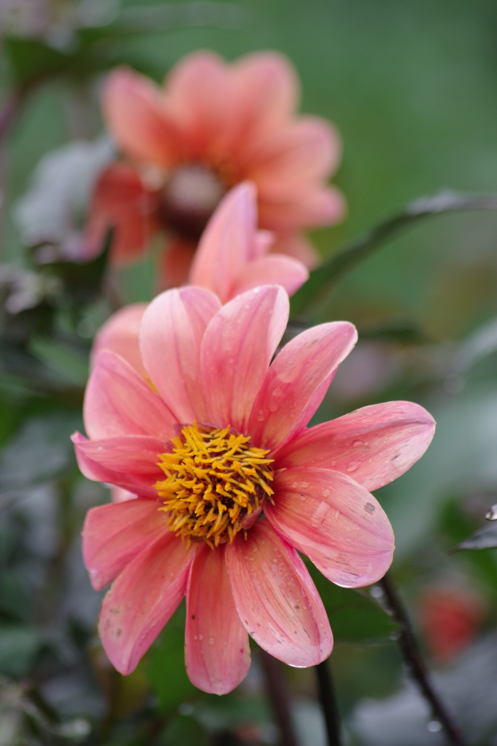 秋田のダリア-一重の3