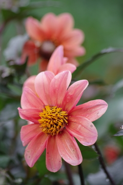 秋田のダリア-一重の3