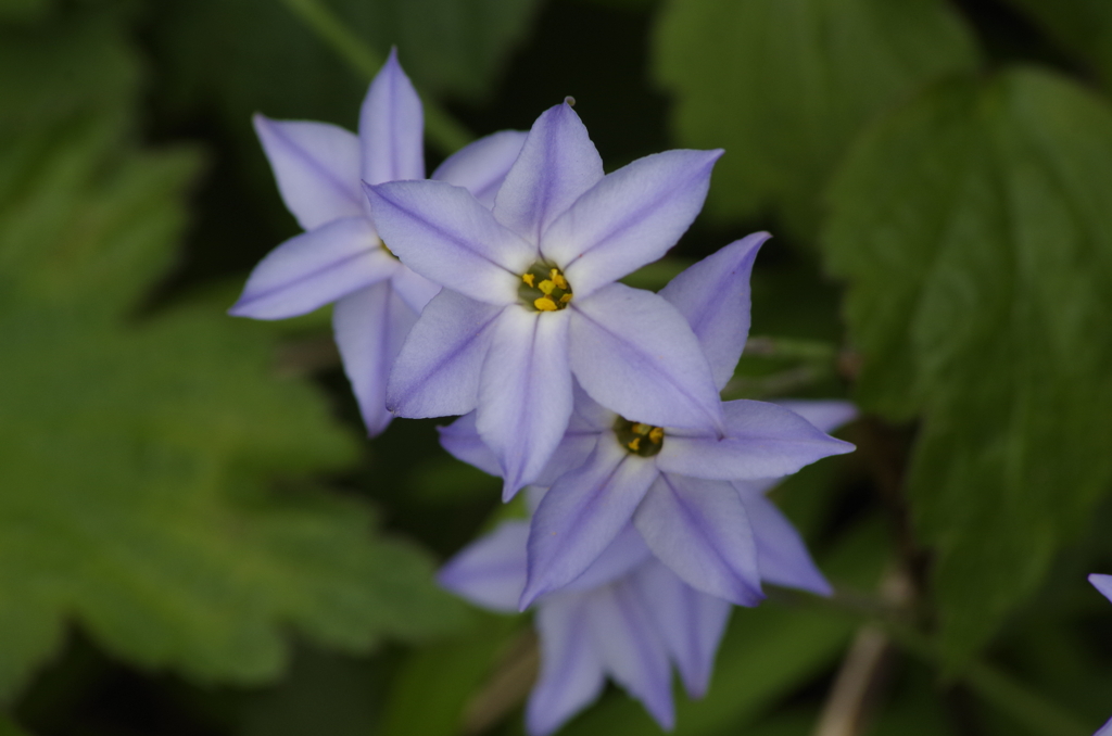 春を待つ心‐重なるハナニラ