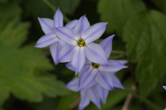 春を待つ心‐重なるハナニラ