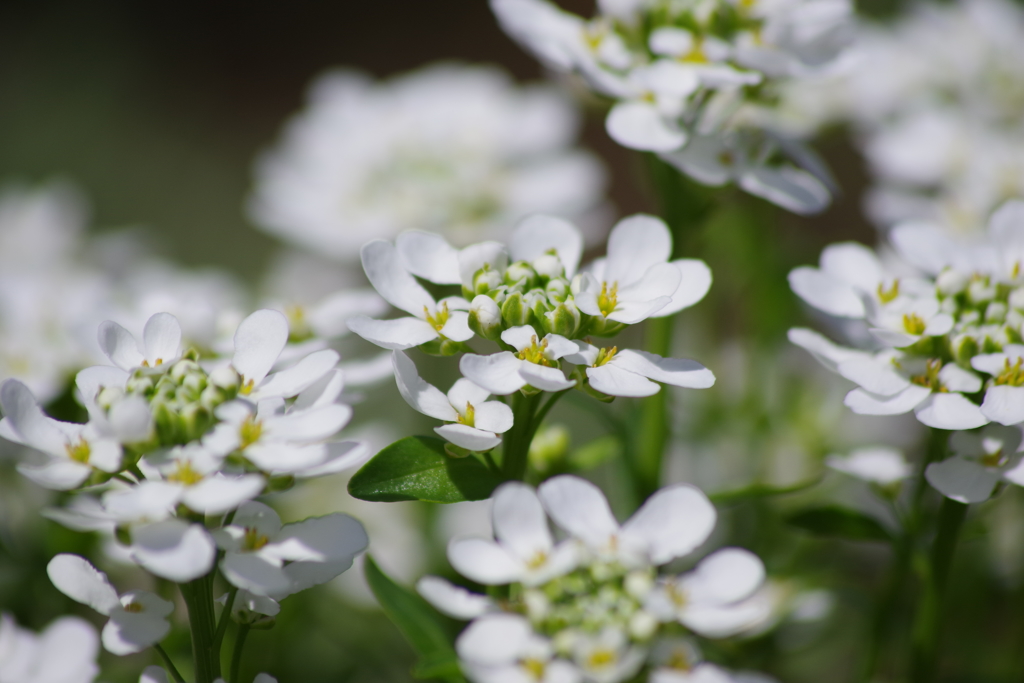 花散歩-イベリス