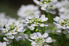 花散歩-イベリス