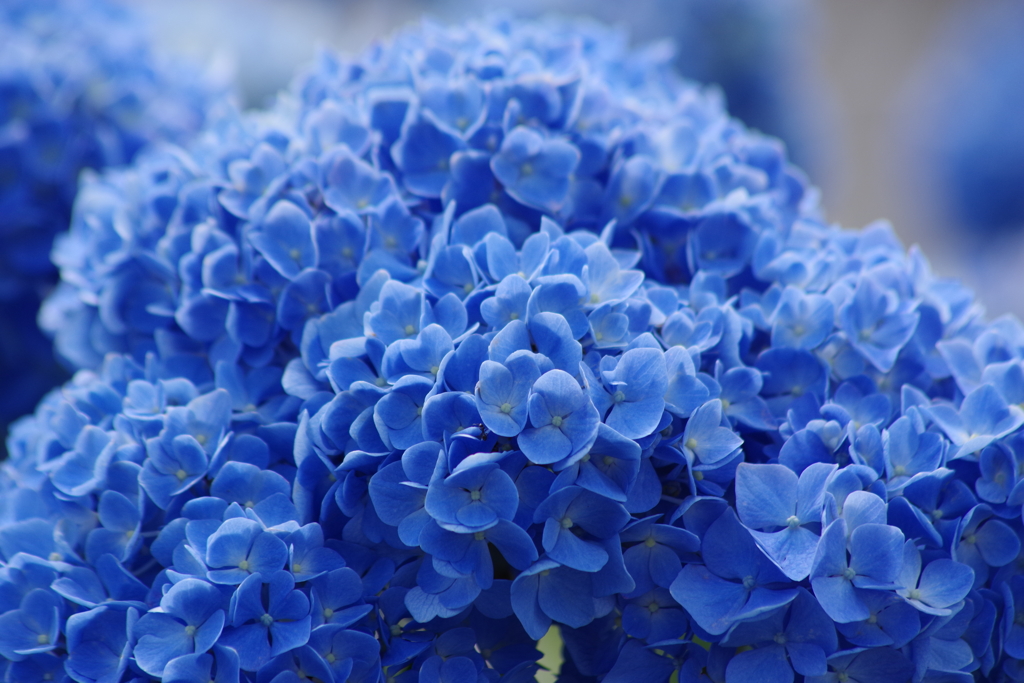 花散歩-紫陽花