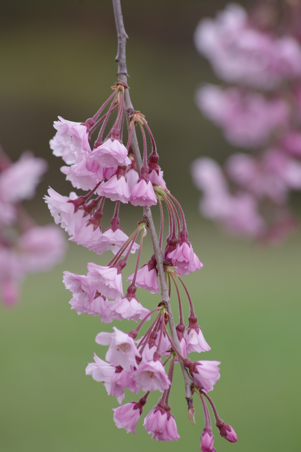 仙台八重枝垂-2