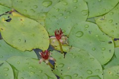 じゅん菜の花