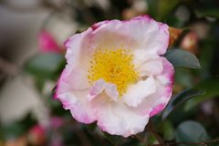 花散歩-縁取りピンクの山茶花