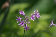 花散歩‐ツルバキア