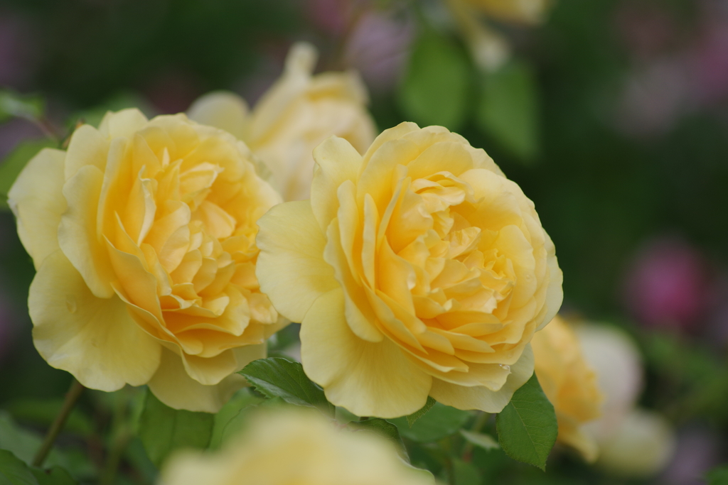 六月の薔薇-グラハムトーマス