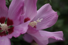 花散歩‐ムクゲ