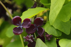 花散歩‐三つ葉アケビ