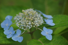 秋の紫陽花-2