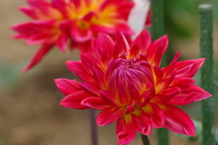 秋田のダリア-江戸花火