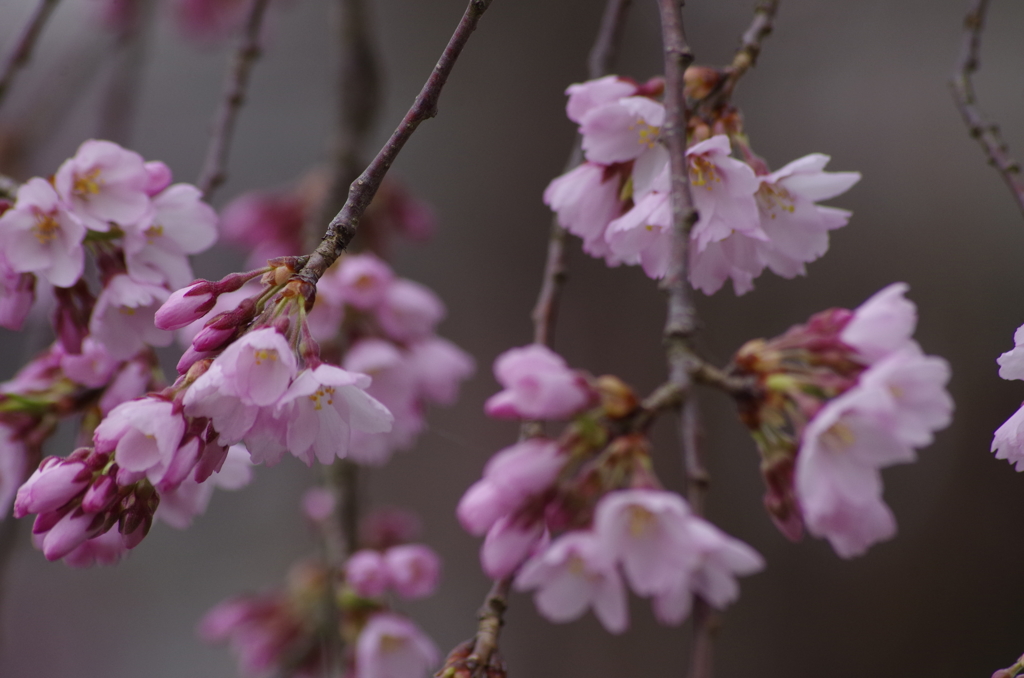光禅寺の枝垂れ桜-3