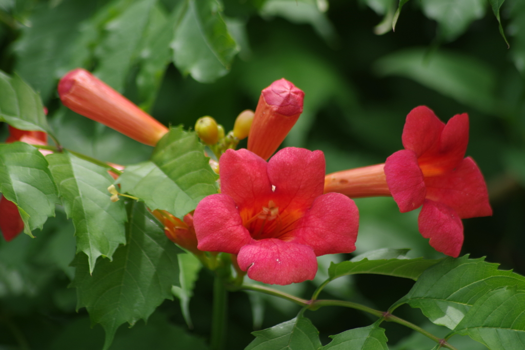 六月の花散歩‐アメリカノウゼンカズラ