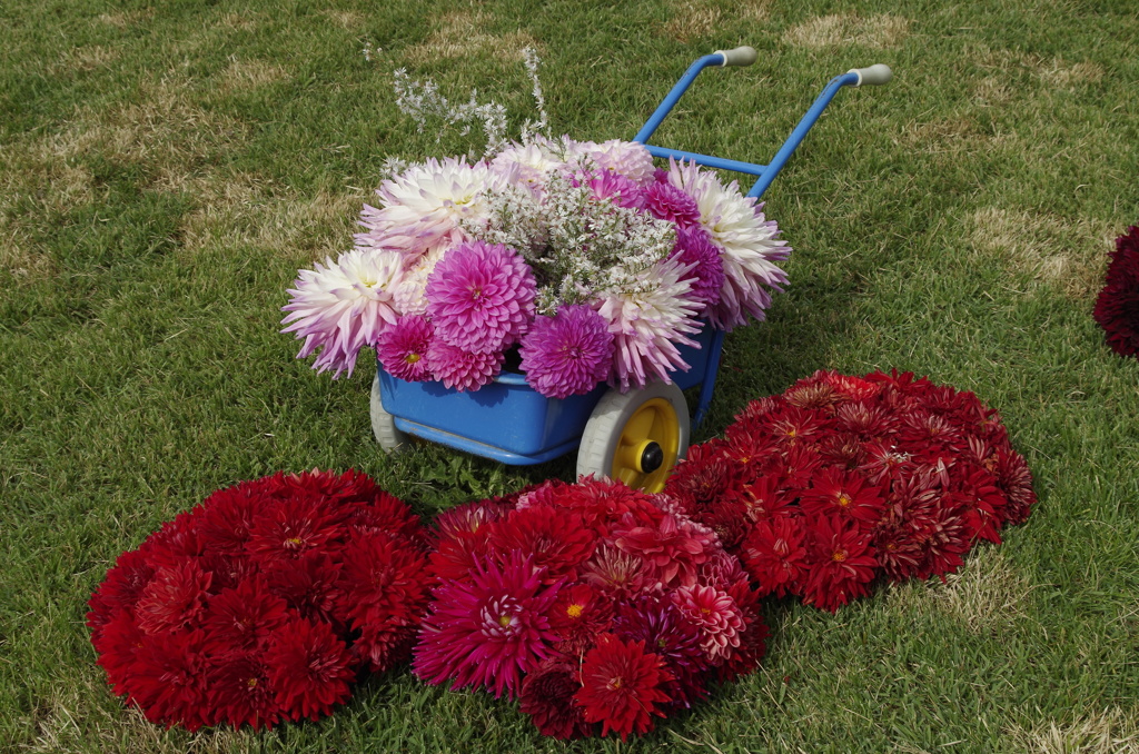 ダリアアレンジ‐ダリアの散歩道5