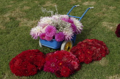 ダリアアレンジ‐ダリアの散歩道5