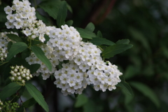 花散歩‐小手鞠