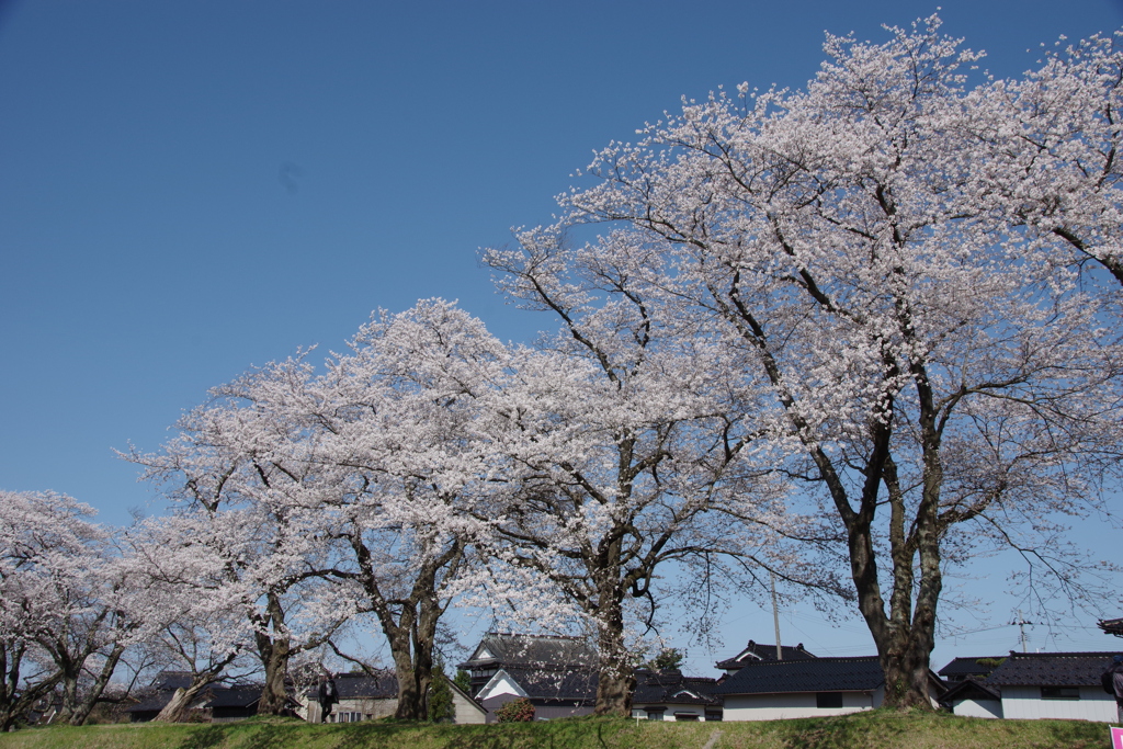 遊佐の桜-3