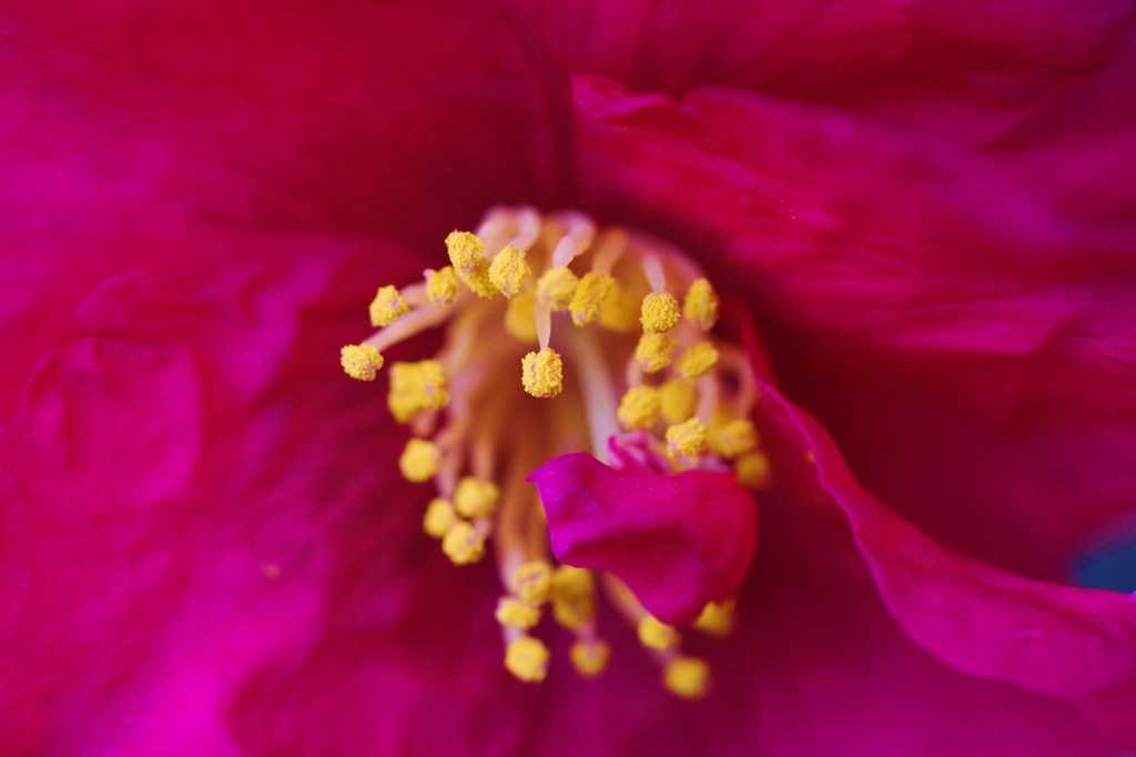 赤い山茶花-2