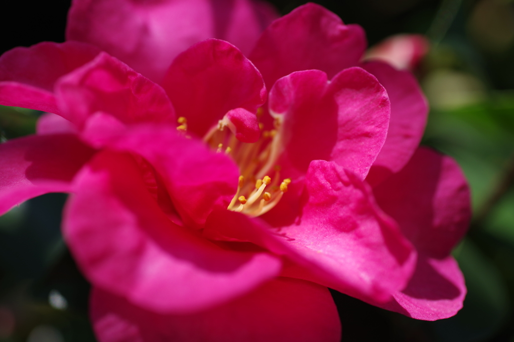 赤い山茶花5