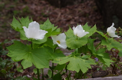 白花