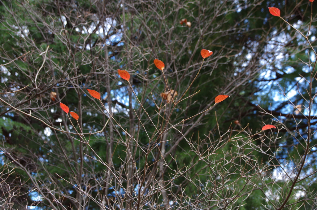 花散歩‐赤い残り葉