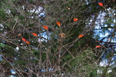 花散歩‐赤い残り葉