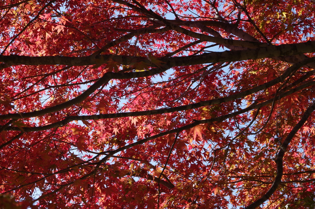 紅葉2