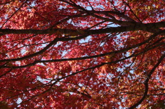 紅葉2