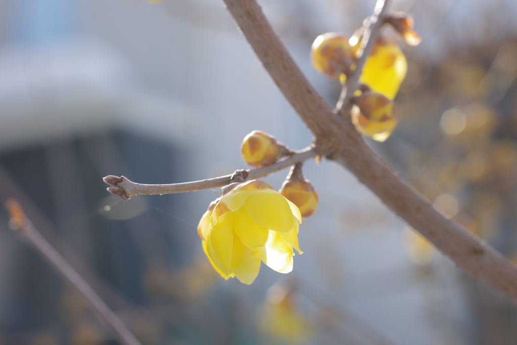 2月15日の蝋梅