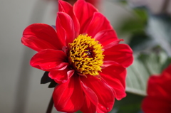 ジヤパニーズビショツプ