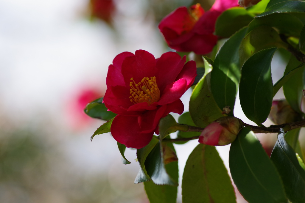 花散歩‐山茶花