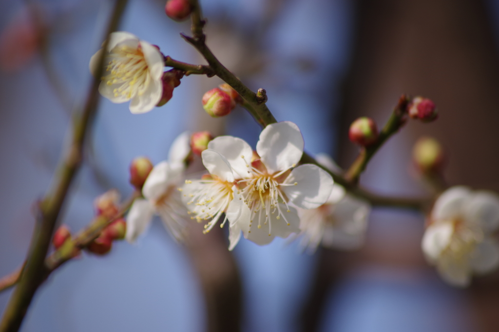 春の陽気の花散歩‐白梅
