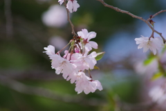 春の十月桜