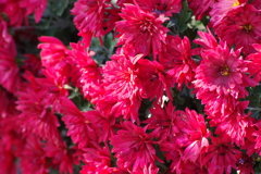 花散歩-小菊の季節2