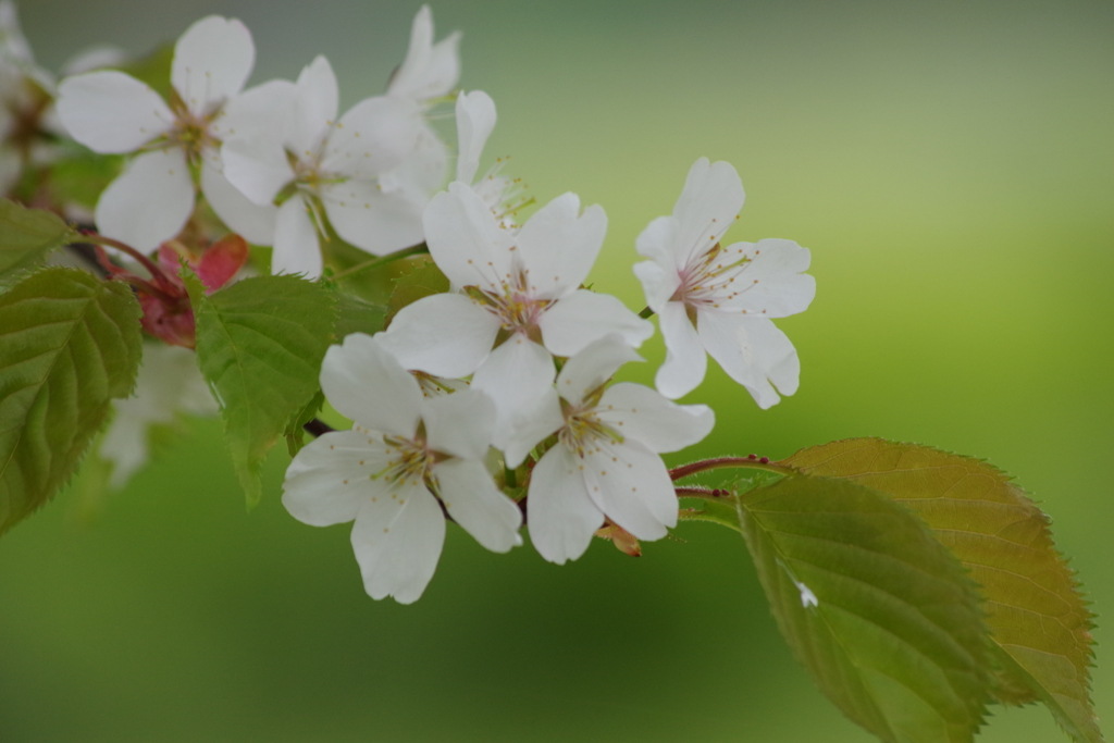 霞城公園の桜-10