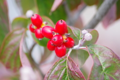 花散歩‐花水木の赤い実
