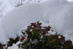 雪中山茶花-重い・重すぎる。。