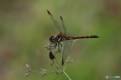 枯れた花茎の上のトンボ