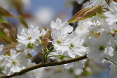 花散歩-梨の花