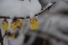 1月2日の雪中蝋梅3