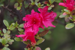 花散歩-小さな花のツツジ