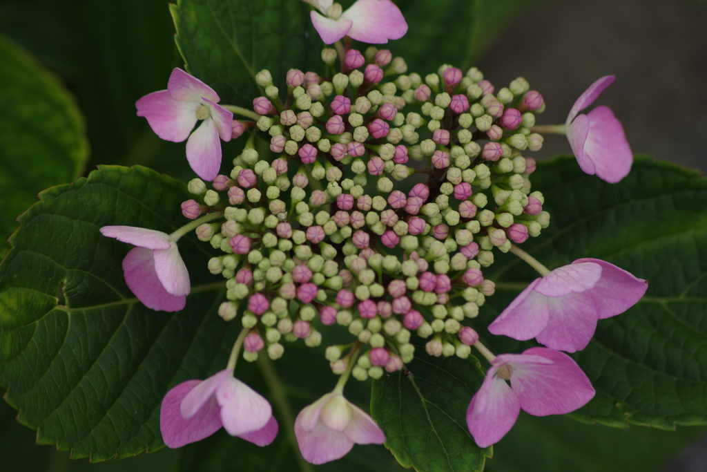 花散歩‐紫陽花5