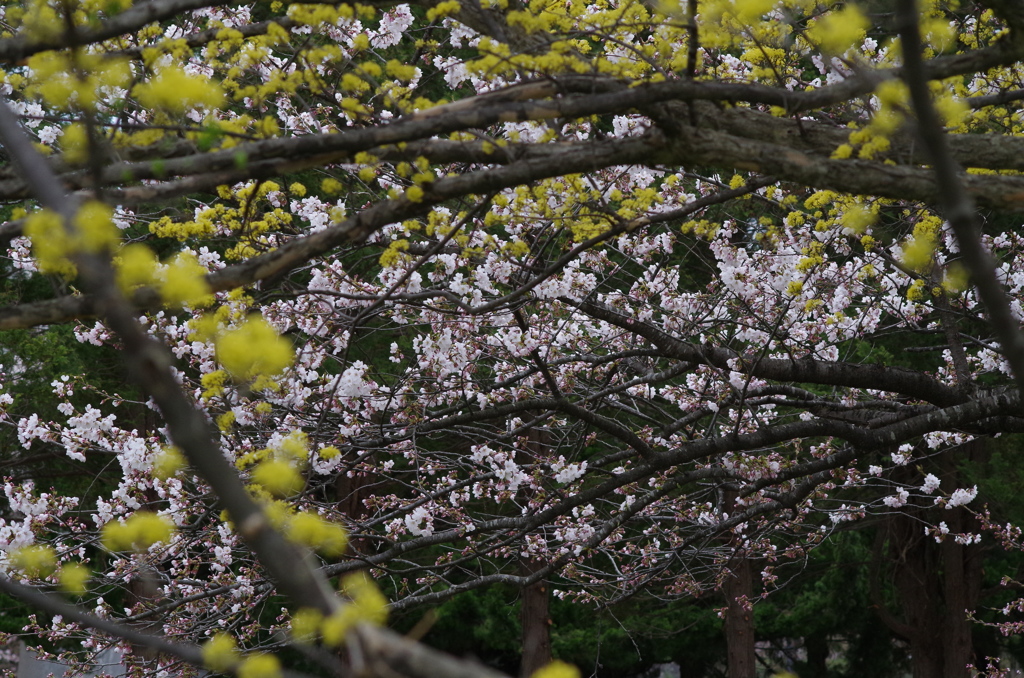 春の競い合い-1