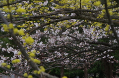 春の競い合い-1