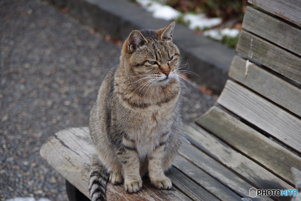 公園の猫ちゃん-2