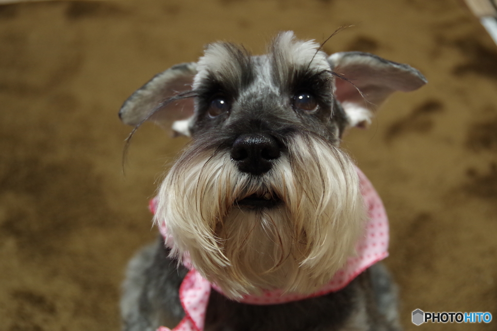 サクラ10歳9カ月－美容院に行ってきました1