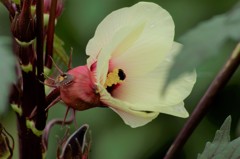 花散歩‐赤いオクラ